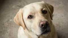 初めて犬を飼う人へ いっしょに暮らしやすい穏やかな犬種7選