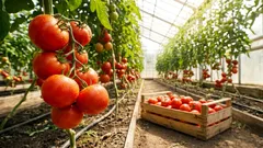 科学者が発見：ストレスを受けた植物は「叫び」、昆虫はそれを聞き取っている