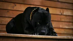 忠実なペットになってくれる、最も勇敢な犬種6選