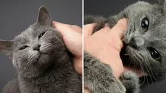 猫は最初は優しくて人懐っこいのに、突然噛むのはなぜ？この現象にまつわる興味深い事実